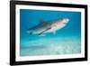 tiger shark swimming over sandy seabed, bahamas-david fleetham-Framed Photographic Print