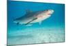 tiger shark swimming over sandy seabed, bahamas-david fleetham-Mounted Photographic Print