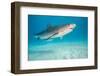 tiger shark swimming over sandy seabed, bahamas-david fleetham-Framed Photographic Print