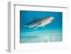 tiger shark swimming over sandy seabed, bahamas-david fleetham-Framed Photographic Print