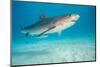 tiger shark swimming over sandy seabed, bahamas-david fleetham-Mounted Photographic Print