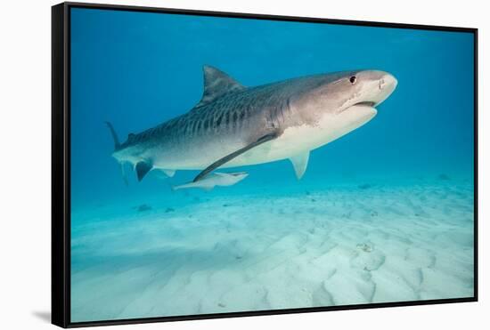 tiger shark swimming over sandy seabed, bahamas-david fleetham-Framed Stretched Canvas