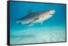 tiger shark swimming over sandy seabed, bahamas-david fleetham-Framed Stretched Canvas