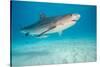 tiger shark swimming over sandy seabed, bahamas-david fleetham-Stretched Canvas