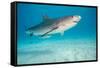 tiger shark swimming over sandy seabed, bahamas-david fleetham-Framed Stretched Canvas