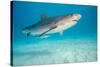 tiger shark swimming over sandy seabed, bahamas-david fleetham-Stretched Canvas