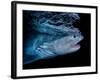 Tiger shark swimming, Tiger Beach, Bahamas, Caribbean Sea-David Hall-Framed Photographic Print