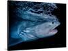 Tiger shark swimming, Tiger Beach, Bahamas, Caribbean Sea-David Hall-Stretched Canvas