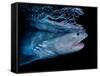 Tiger shark swimming, Tiger Beach, Bahamas, Caribbean Sea-David Hall-Framed Stretched Canvas