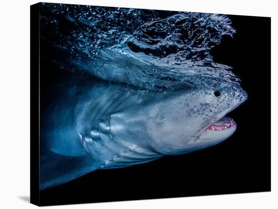 Tiger shark swimming, Tiger Beach, Bahamas, Caribbean Sea-David Hall-Stretched Canvas