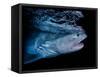 Tiger shark swimming, Tiger Beach, Bahamas, Caribbean Sea-David Hall-Framed Stretched Canvas