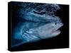 Tiger shark swimming, Tiger Beach, Bahamas, Caribbean Sea-David Hall-Stretched Canvas