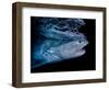 Tiger shark swimming, Tiger Beach, Bahamas, Caribbean Sea-David Hall-Framed Photographic Print