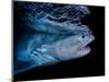 Tiger shark swimming, Tiger Beach, Bahamas, Caribbean Sea-David Hall-Mounted Photographic Print