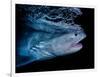 Tiger shark swimming, Tiger Beach, Bahamas, Caribbean Sea-David Hall-Framed Photographic Print