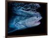 Tiger shark swimming, Tiger Beach, Bahamas, Caribbean Sea-David Hall-Framed Photographic Print