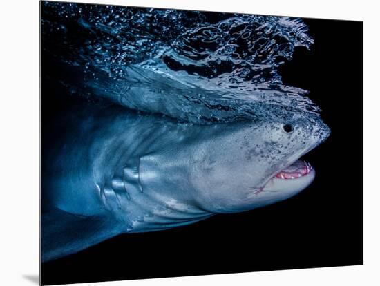 Tiger shark swimming, Tiger Beach, Bahamas, Caribbean Sea-David Hall-Mounted Photographic Print