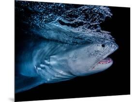 Tiger shark swimming, Tiger Beach, Bahamas, Caribbean Sea-David Hall-Mounted Photographic Print