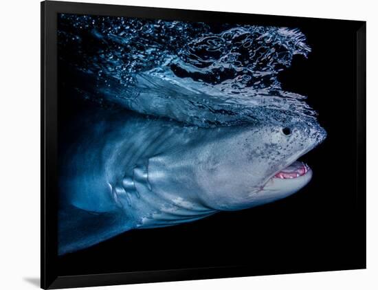 Tiger shark swimming, Tiger Beach, Bahamas, Caribbean Sea-David Hall-Framed Photographic Print