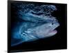 Tiger shark swimming, Tiger Beach, Bahamas, Caribbean Sea-David Hall-Framed Photographic Print