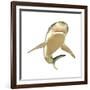 Tiger Shark-null-Framed Art Print