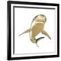 Tiger Shark-null-Framed Art Print