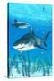 Tiger Shark-Lantern Press-Stretched Canvas
