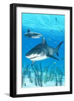 Tiger Shark-Lantern Press-Framed Art Print