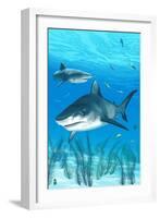 Tiger Shark-Lantern Press-Framed Art Print