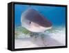 Tiger Sharks, Northern Bahamas-Stuart Westmoreland-Framed Stretched Canvas