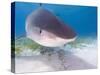 Tiger Sharks, Northern Bahamas-Stuart Westmoreland-Stretched Canvas