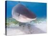 Tiger Sharks, Northern Bahamas-Stuart Westmoreland-Stretched Canvas