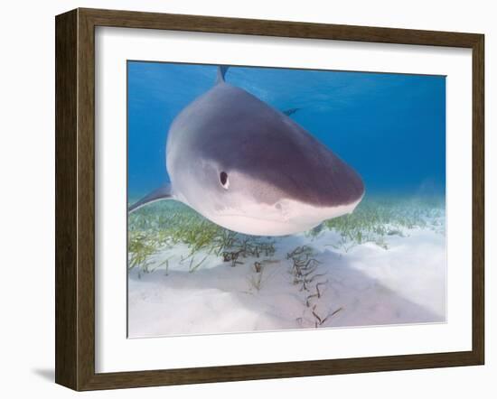 Tiger Sharks, Northern Bahamas-Stuart Westmoreland-Framed Photographic Print