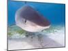 Tiger Sharks, Northern Bahamas-Stuart Westmoreland-Mounted Photographic Print