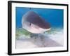 Tiger Sharks, Northern Bahamas-Stuart Westmoreland-Framed Photographic Print