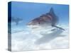 Tiger Sharks, Northern Bahamas-Stuart Westmoreland-Stretched Canvas