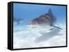 Tiger Sharks, Northern Bahamas-Stuart Westmoreland-Framed Stretched Canvas