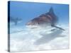 Tiger Sharks, Northern Bahamas-Stuart Westmoreland-Stretched Canvas