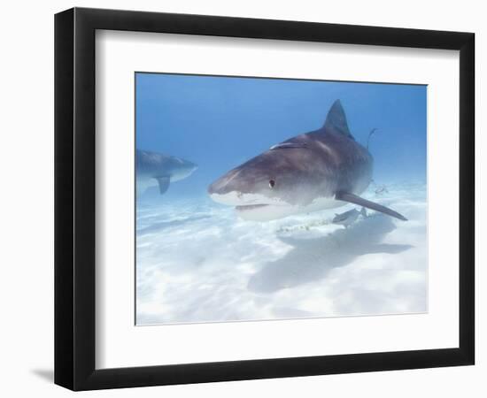 Tiger Sharks, Northern Bahamas-Stuart Westmoreland-Framed Photographic Print