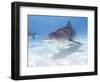 Tiger Sharks, Northern Bahamas-Stuart Westmoreland-Framed Photographic Print