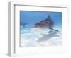 Tiger Sharks, Northern Bahamas-Stuart Westmoreland-Framed Photographic Print