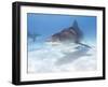 Tiger Sharks, Northern Bahamas-Stuart Westmoreland-Framed Photographic Print