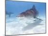 Tiger Sharks, Northern Bahamas-Stuart Westmoreland-Mounted Photographic Print