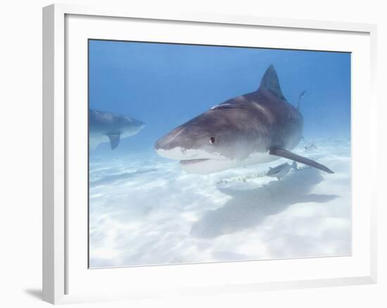 Tiger Sharks, Northern Bahamas-Stuart Westmoreland-Framed Photographic Print