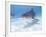 Tiger Sharks, Northern Bahamas-Stuart Westmoreland-Framed Photographic Print