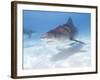 Tiger Sharks, Northern Bahamas-Stuart Westmoreland-Framed Photographic Print