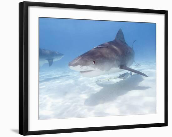 Tiger Sharks, Northern Bahamas-Stuart Westmoreland-Framed Photographic Print