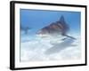 Tiger Sharks, Northern Bahamas-Stuart Westmoreland-Framed Photographic Print