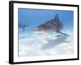 Tiger Sharks, Northern Bahamas-Stuart Westmoreland-Framed Photographic Print