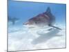 Tiger Sharks, Northern Bahamas-Stuart Westmoreland-Mounted Photographic Print